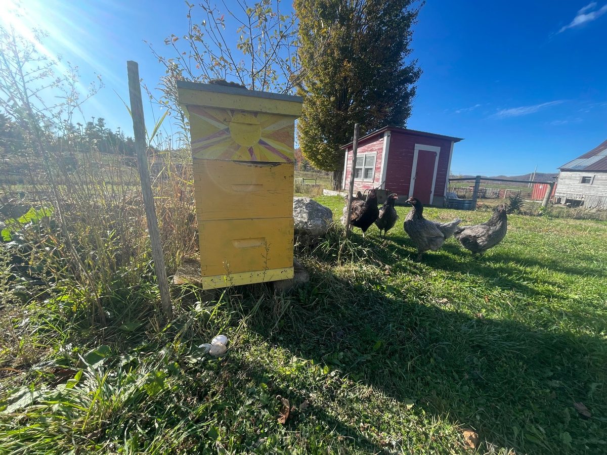 A yellow beehive in the grass with hens foraging beside it and a red outbuilding behind.