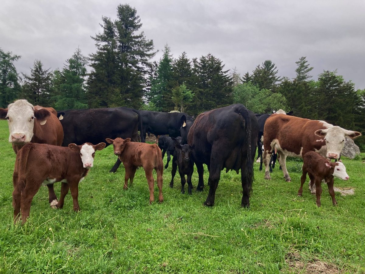Hereford and Angus cattle with their calves grazing on green pasture at the edge of a treeline.
