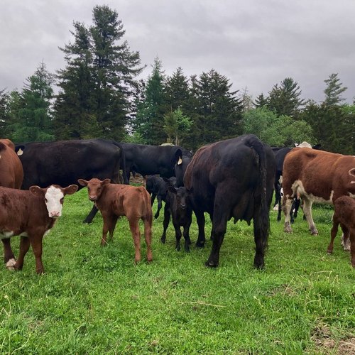Atkins Family Farm