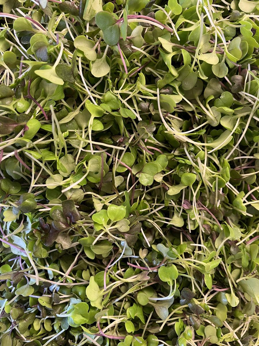 Farmer Hil — additional photo 7