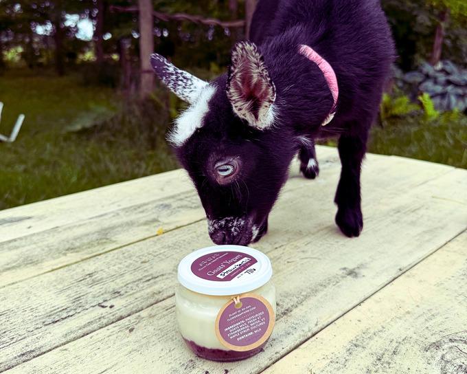 A young goat inspecting a jar of Flower Gap yogurt.