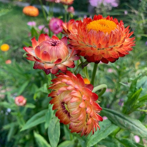 Foxglove Farm