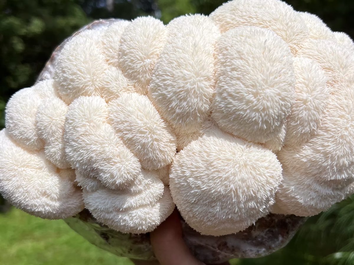 A large lion's mane mushroom held up outdoors, its white spines catching the sun.