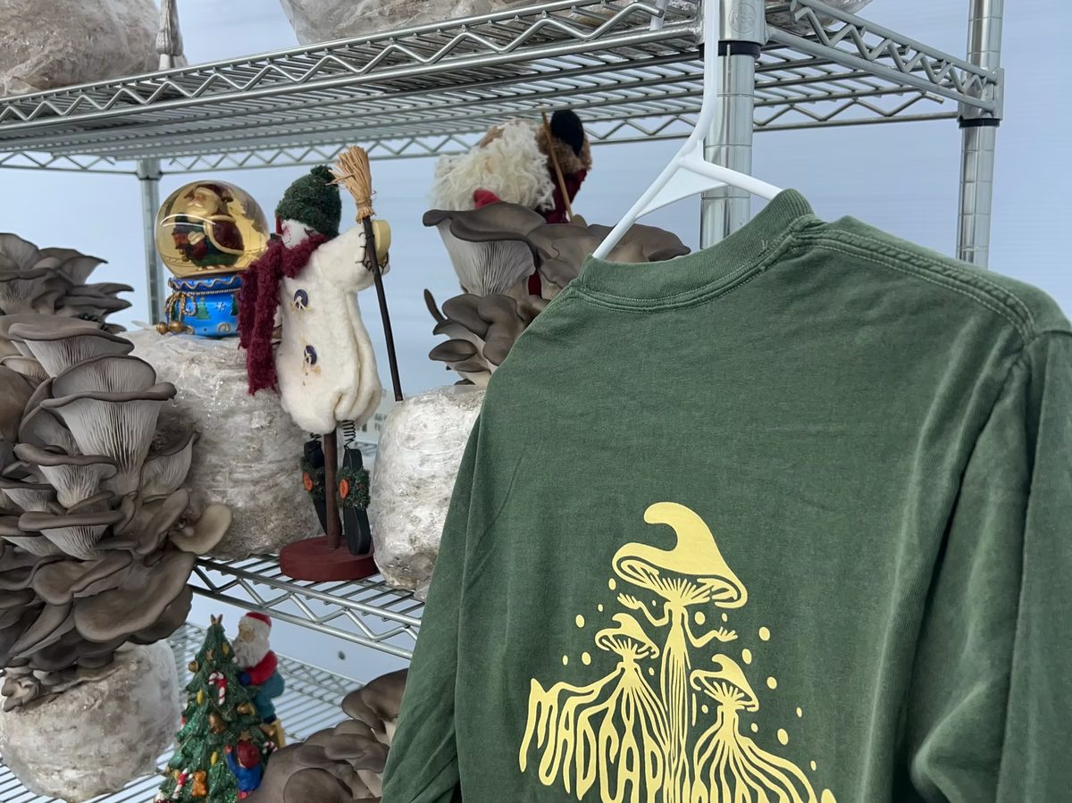 Oyster mushrooms fruiting from substrate blocks on wire shelving, beside a Madcap Mushrooms T-shirt.