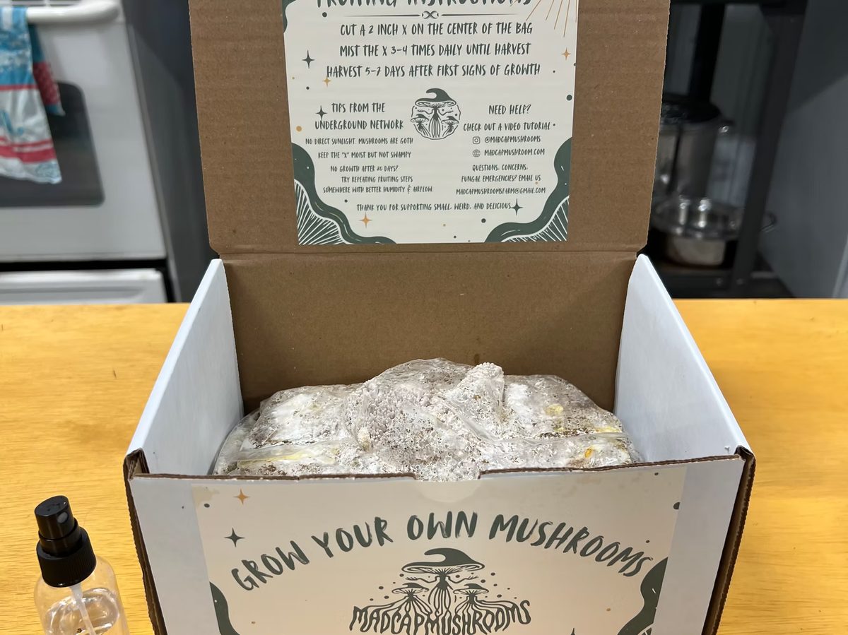 An opened grow-your-own kit showing the colonised substrate block inside, with fruiting instructions printed in the lid.