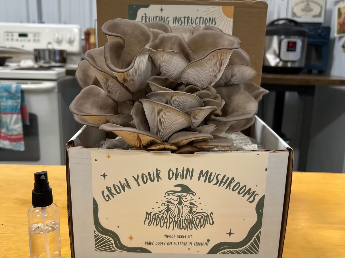 A dense flush of oyster mushrooms erupting from an open Madcap Mushrooms grow-your-own kit box on a kitchen table.