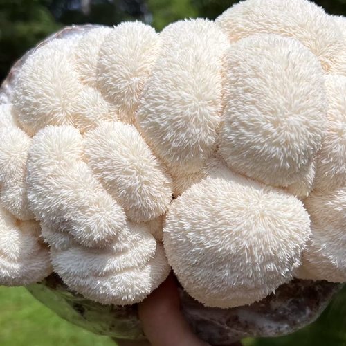 Madcap Mushrooms