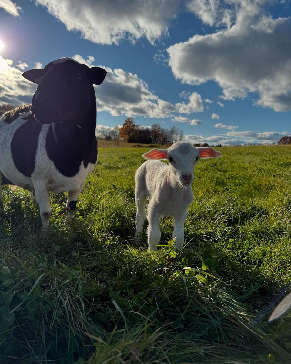 Needham Family Farm — additional photo 11
