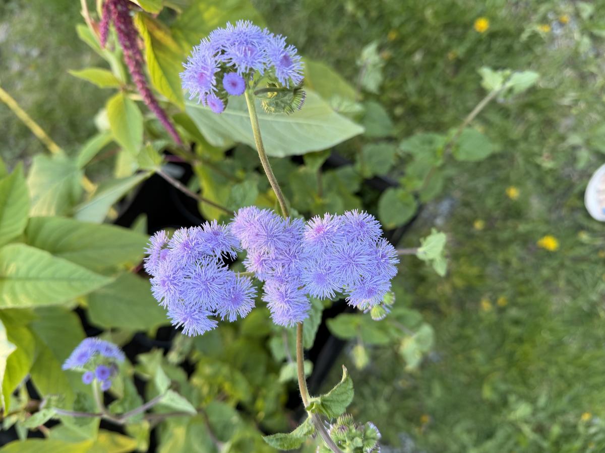 Plouffe Lane Garden Co. — additional photo 1