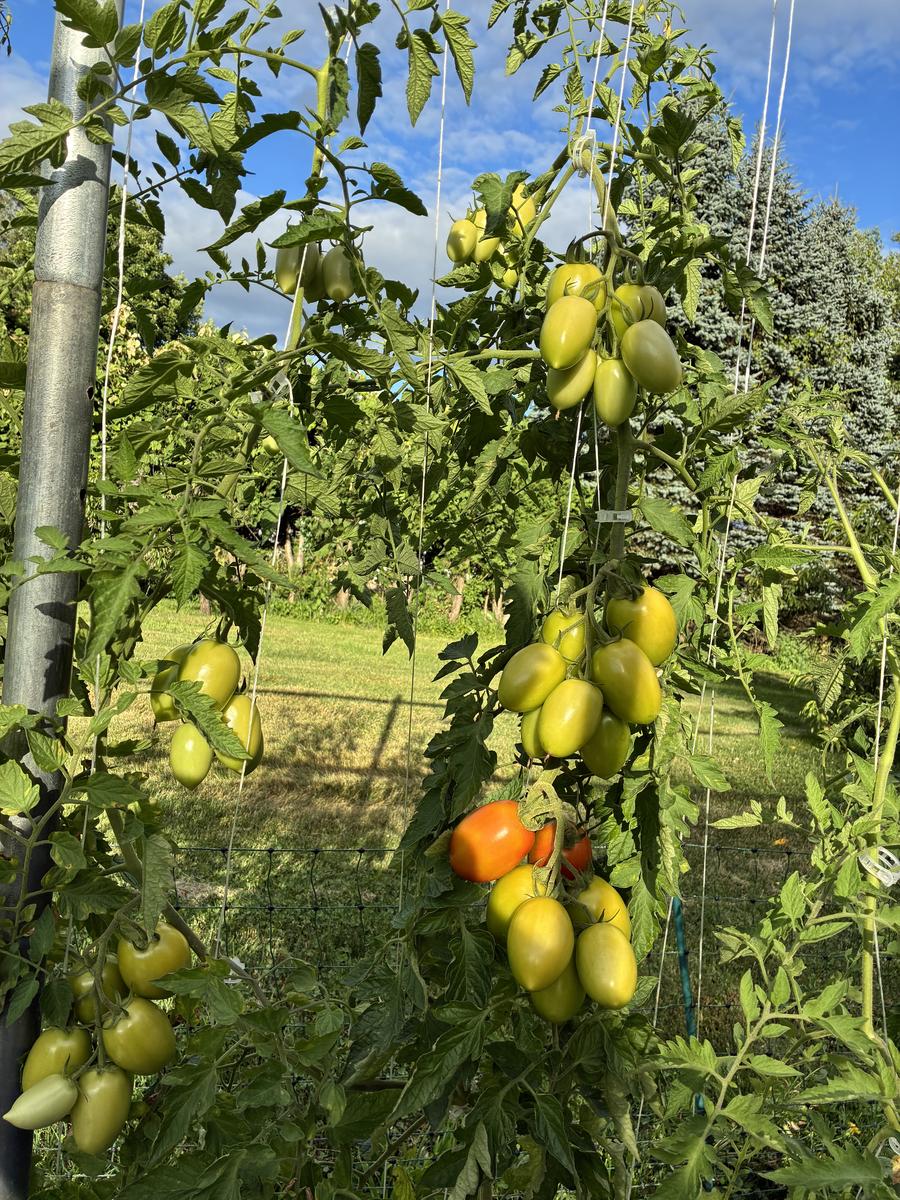 Plouffe Lane Garden Co. — additional photo 11