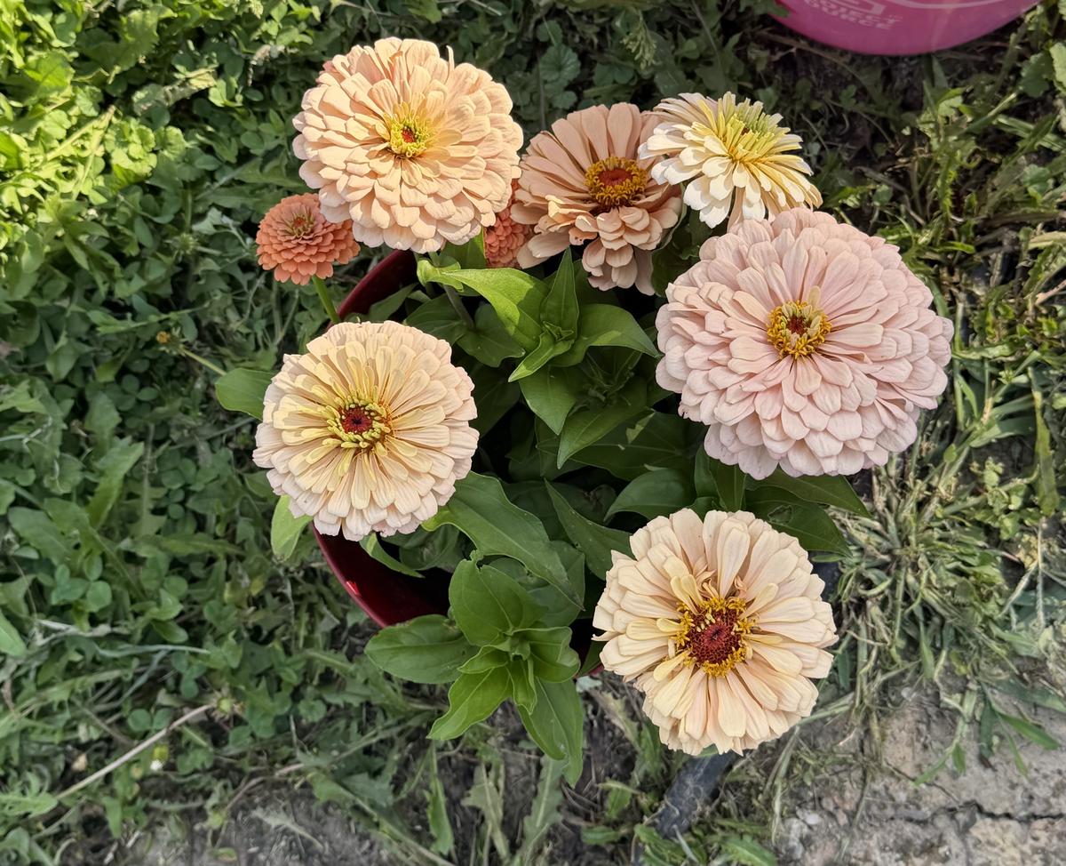 Plouffe Lane Garden Co. — additional photo 14