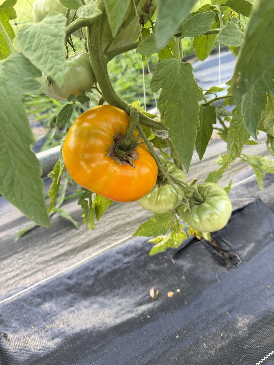 Plouffe Lane Garden Co. — additional photo 17