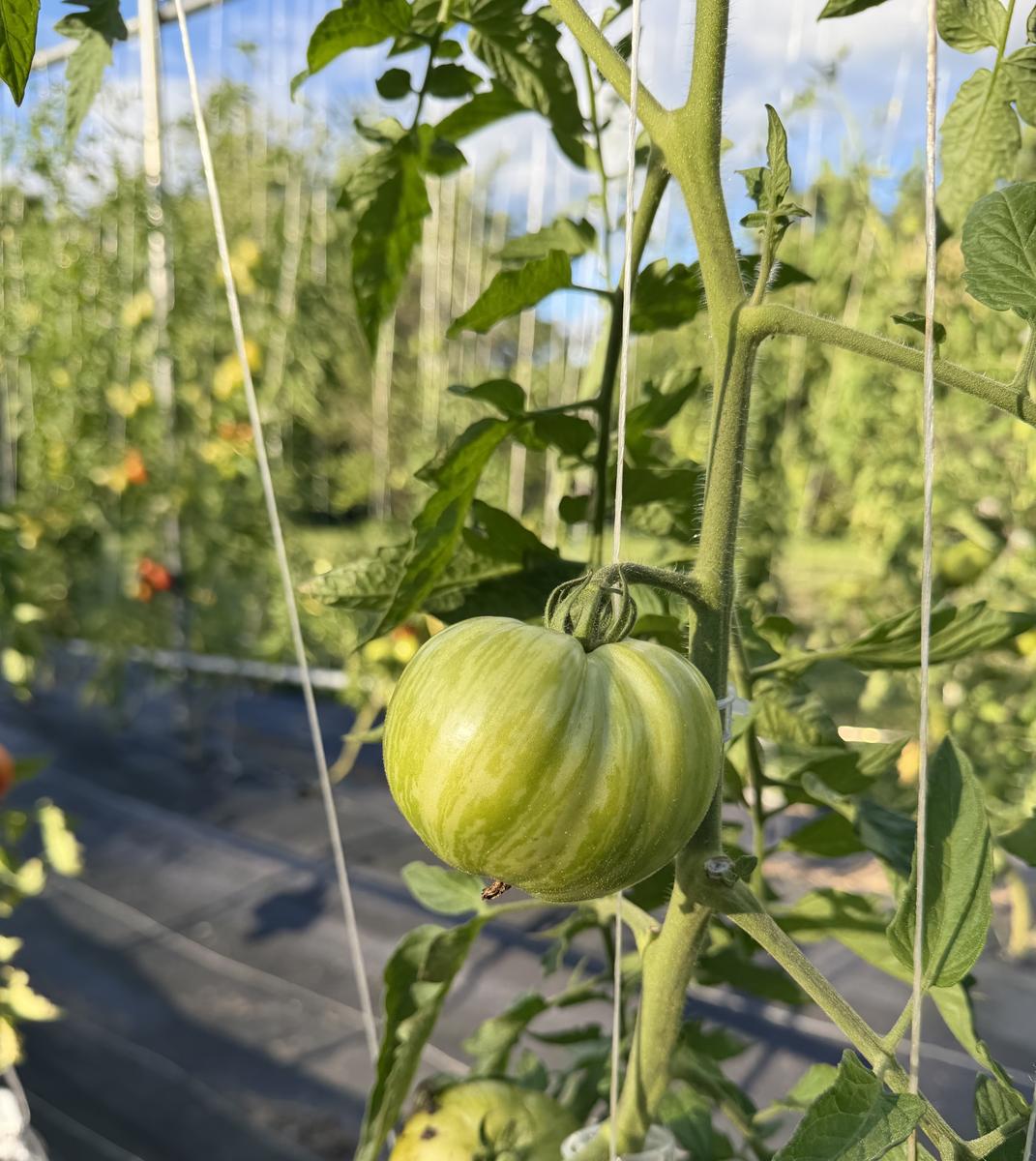 Plouffe Lane Garden Co. — additional photo 18