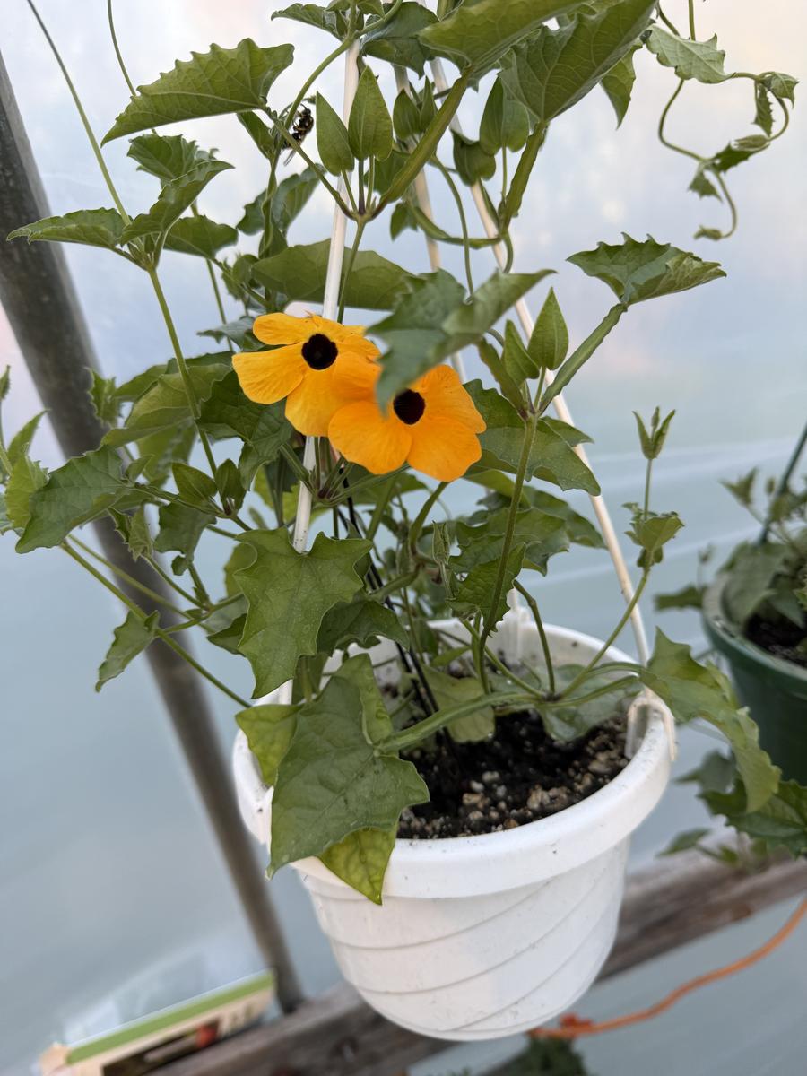 Plouffe Lane Garden Co. — additional photo 2
