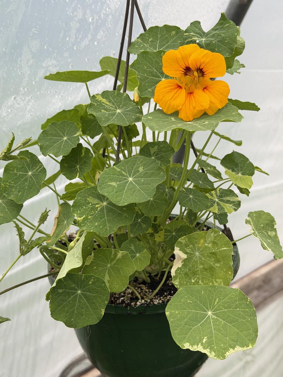 Plouffe Lane Garden Co. — additional photo 4