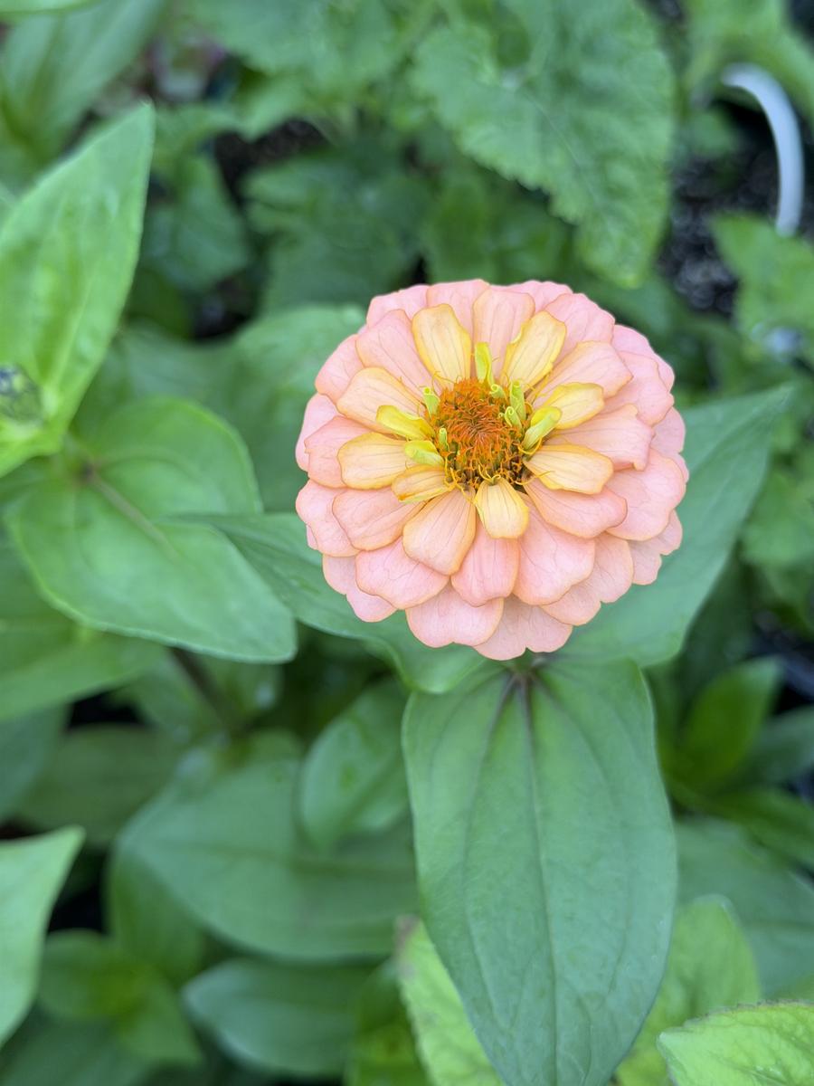 Plouffe Lane Garden Co. — additional photo 5