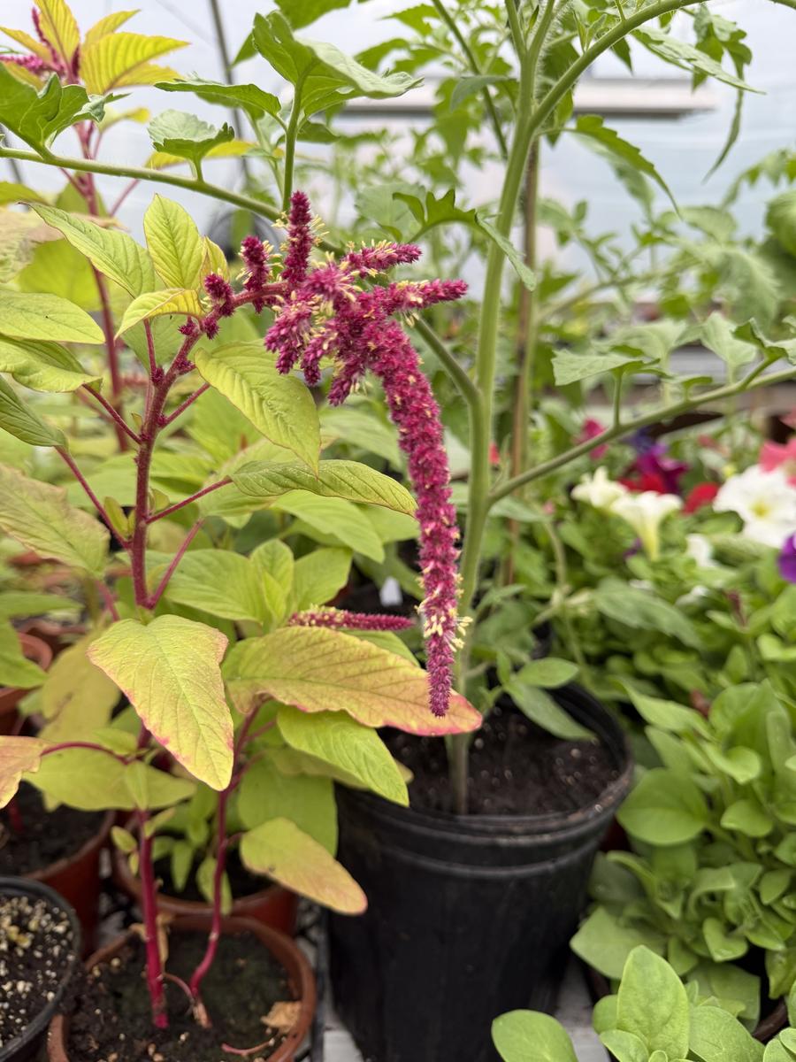 Plouffe Lane Garden Co. — additional photo 6
