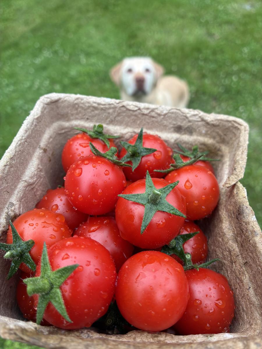 Plouffe Lane Garden Co. — additional photo 7