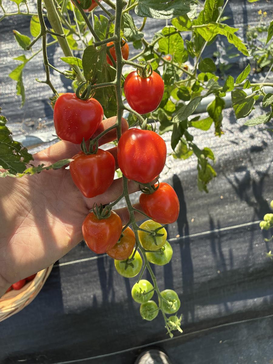 Plouffe Lane Garden Co. — additional photo 8